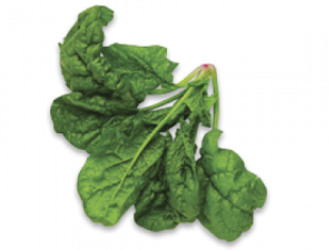 Spinach PNG-79126